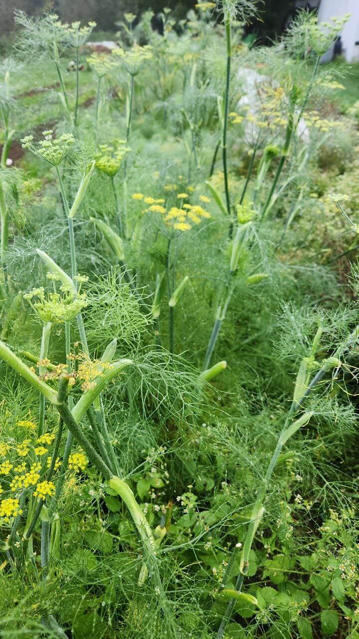 Fenchelblüten.jpg
